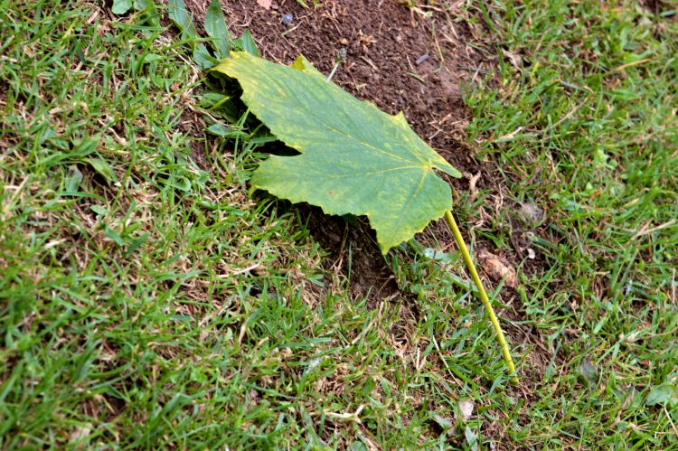 Wallpapers Nature Leaves - Foliage Base de loisirs