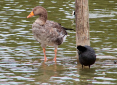  Animaux Base de loisirs