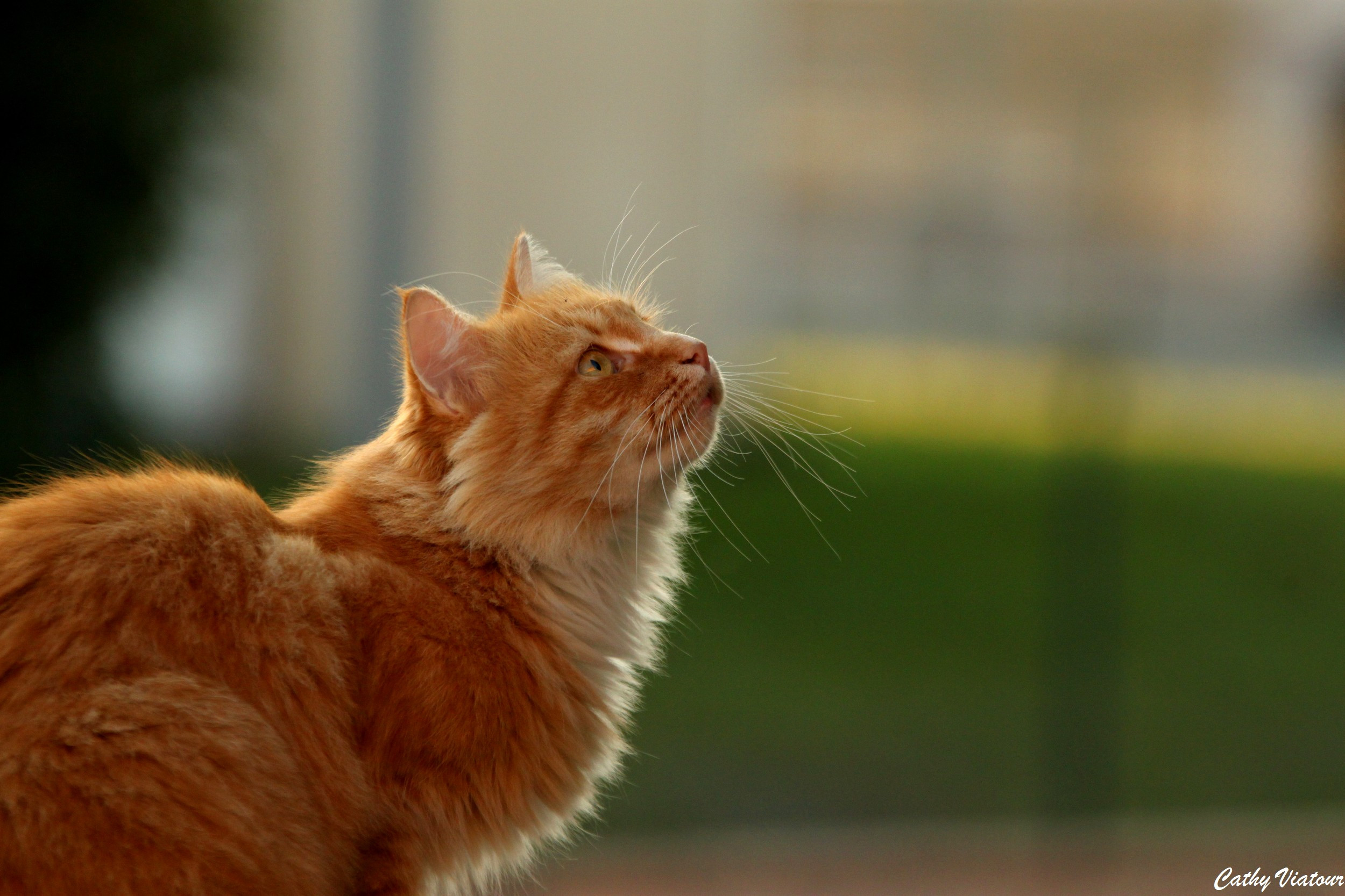 Fonds d'cran Animaux Chats - Chatons attention les oiseaux !!!