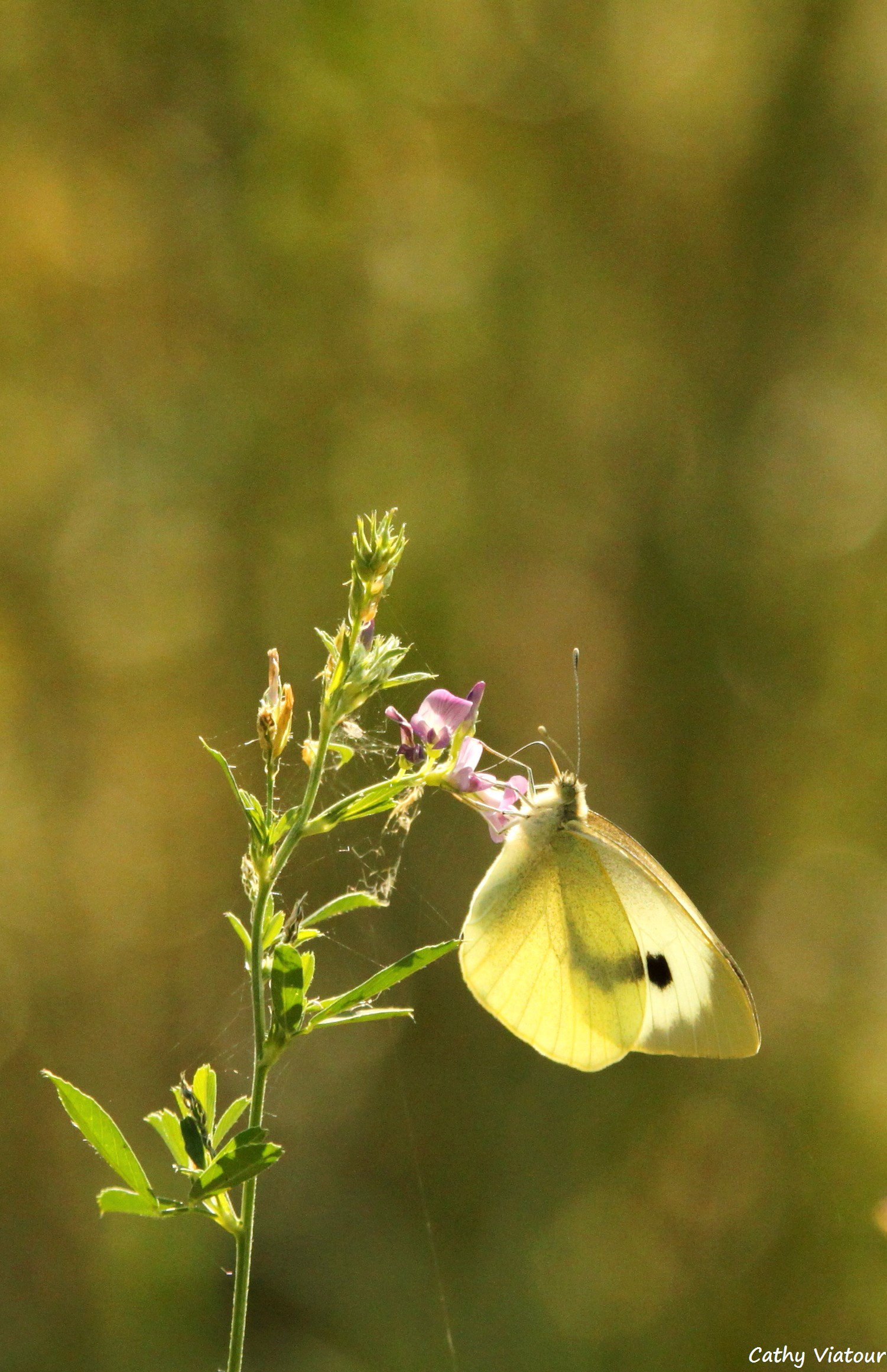 Wallpapers Animals Insects - Butterflies 