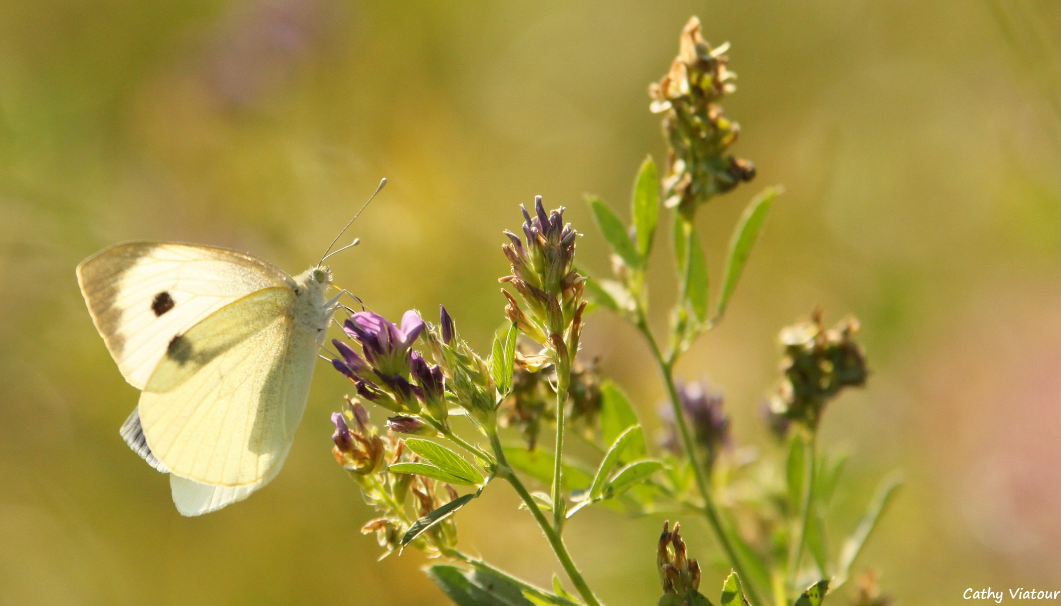 Fonds d'cran Animaux Insectes - Papillons 