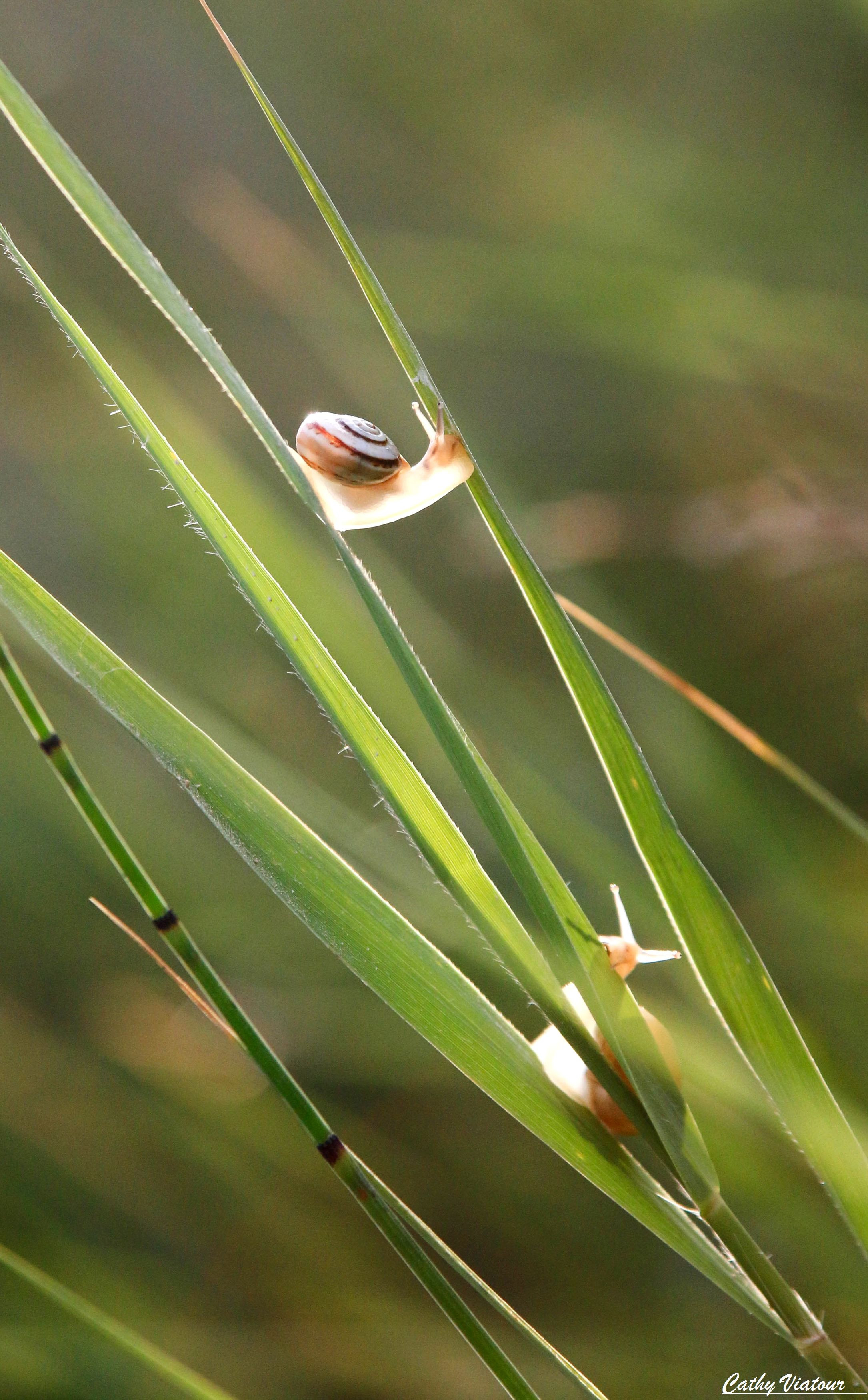 Fonds d'cran Animaux Escargots - Limaces 