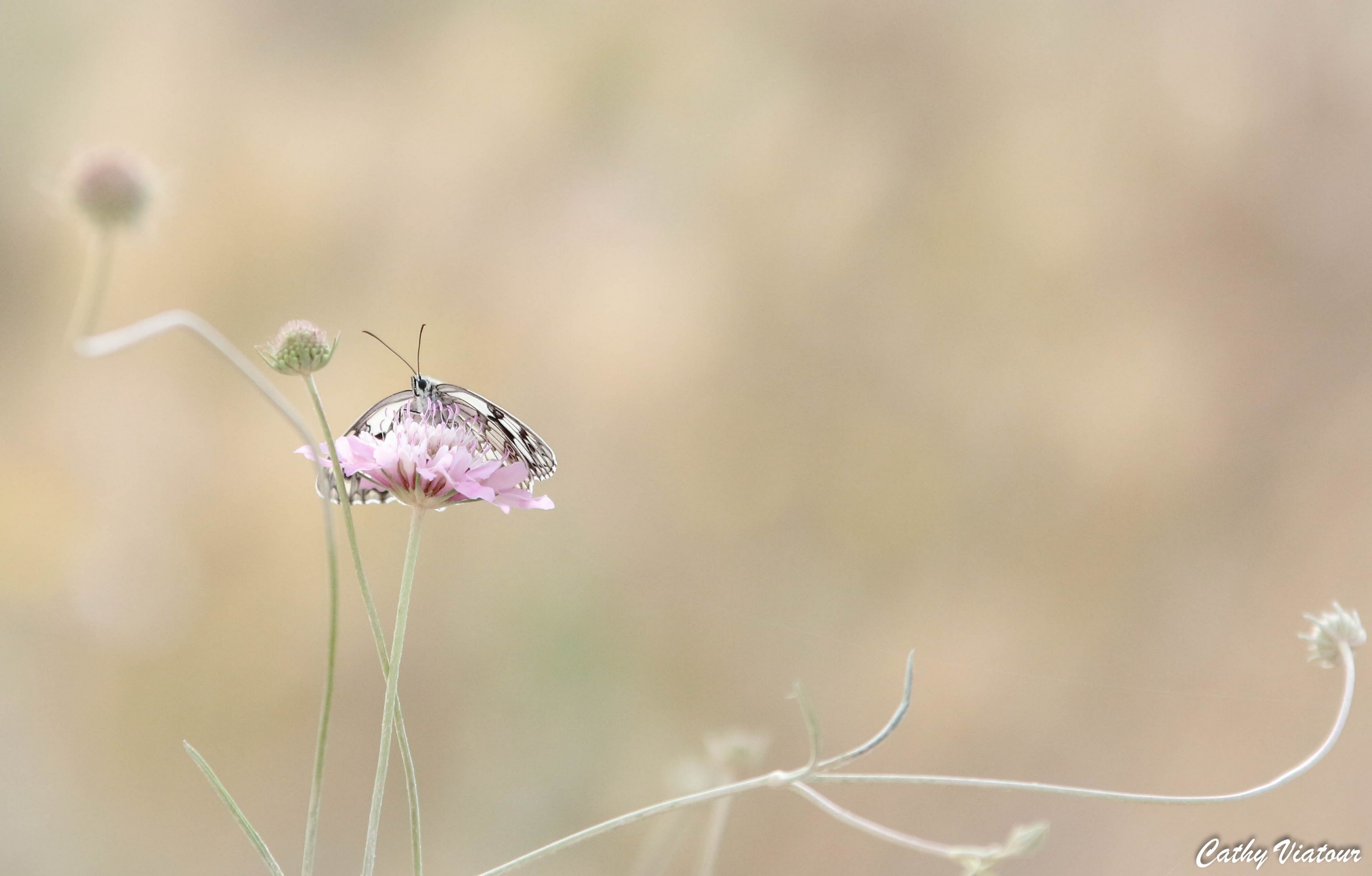 Wallpapers Animals Insects - Butterflies 