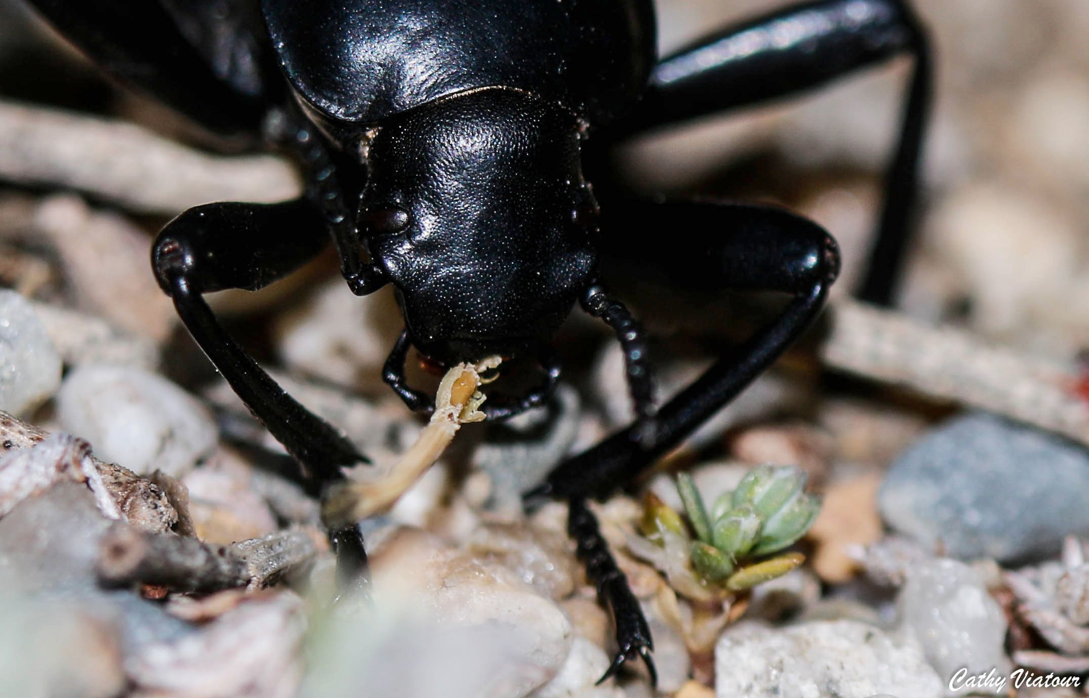 Fonds d'cran Animaux Insectes - Divers 