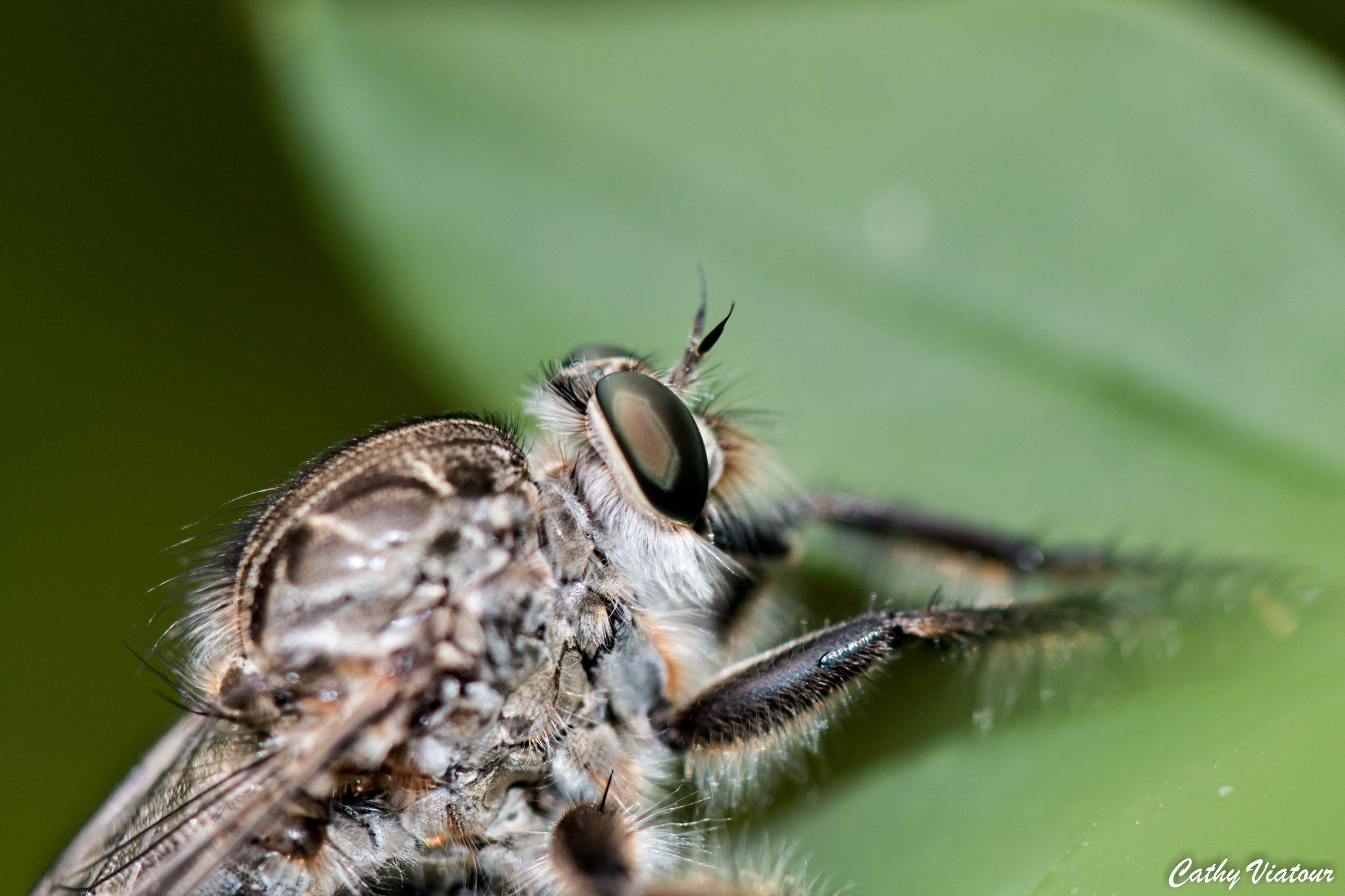 Fonds d'cran Animaux Insectes - Divers 