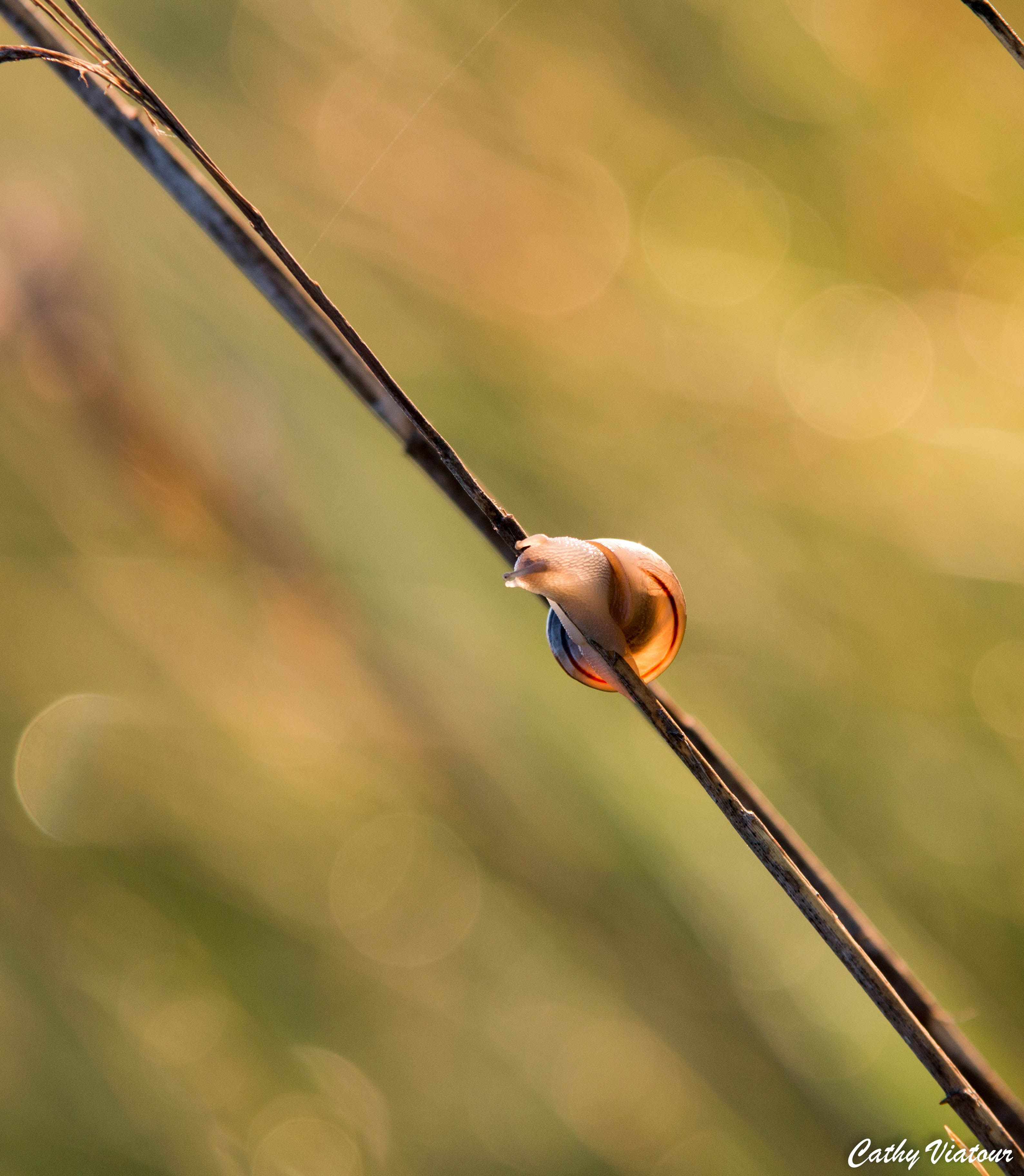 Fonds d'cran Animaux Escargots - Limaces 