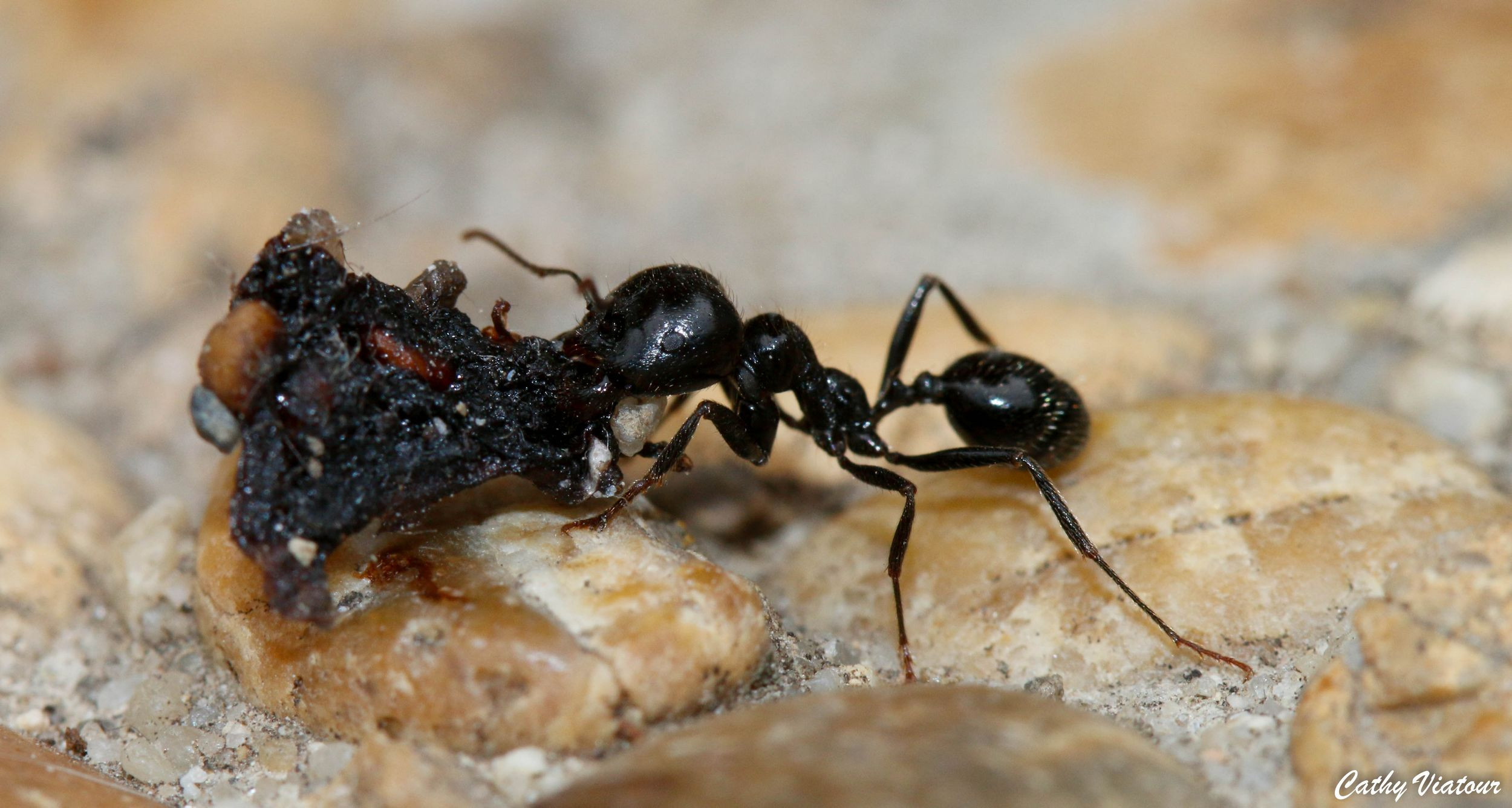 Fonds d'cran Animaux Insectes - Fourmis 