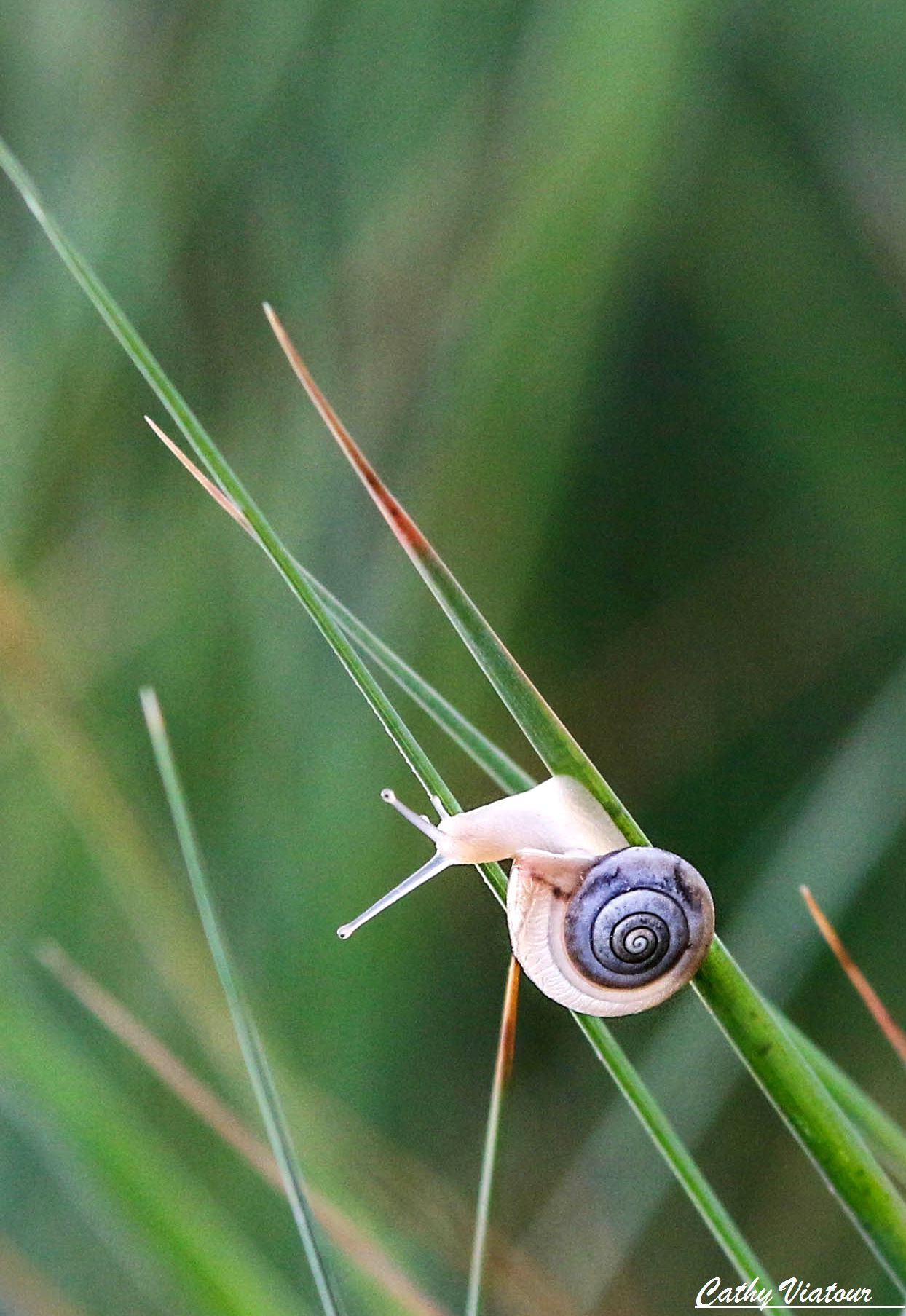 Wallpapers Animals Snails - Slugs 