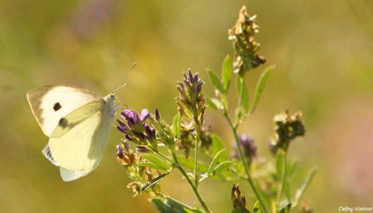 Fonds d'cran Animaux Insectes - Papillons Wallpaper N453300