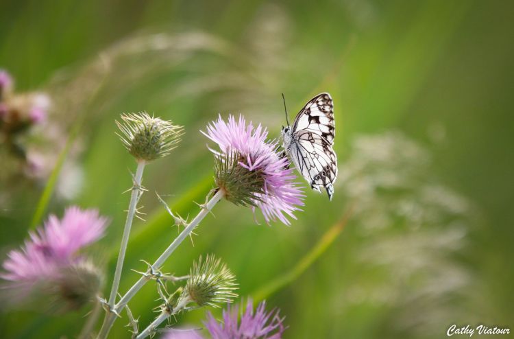 Wallpapers Animals Insects - Butterflies papille et chardon