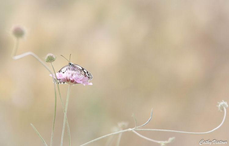 Wallpapers Animals Insects - Butterflies Wallpaper N453315