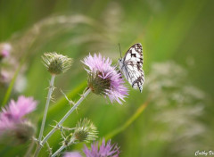  Animaux papille et chardon