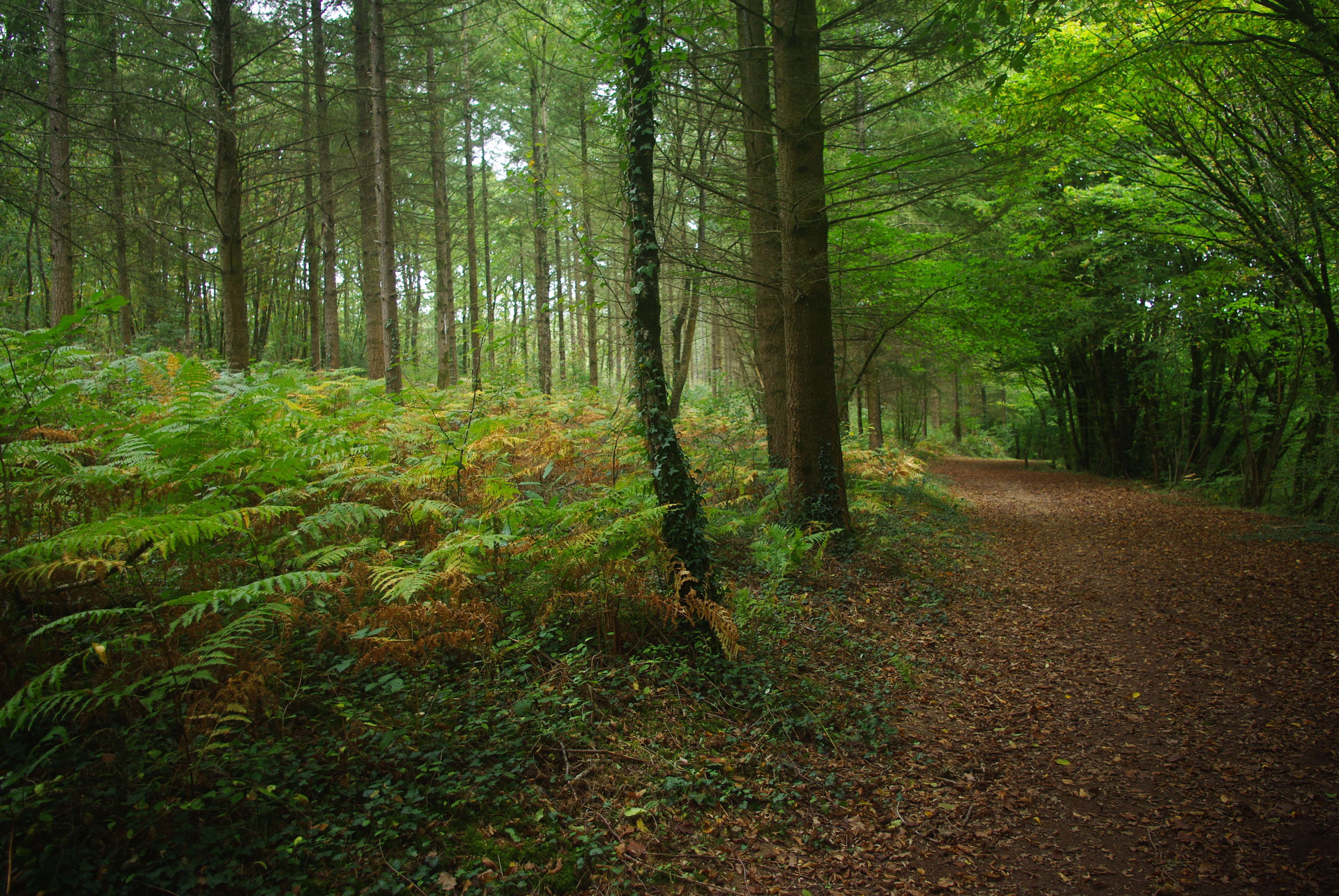 Fonds d'cran Nature Arbres - Forts 