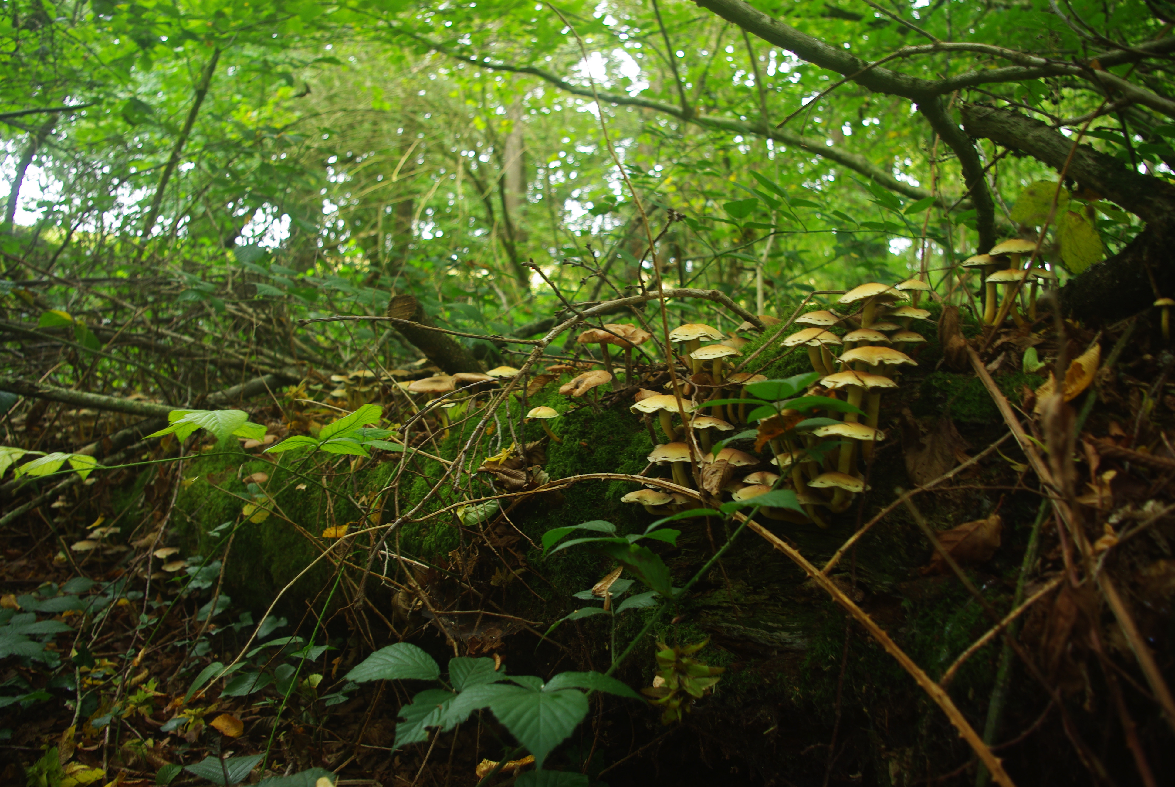 Fonds d'cran Nature Champignons 