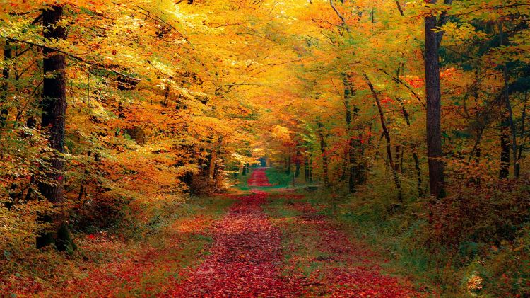 Fonds d'cran Nature Saisons - Automne Wallpaper N453536