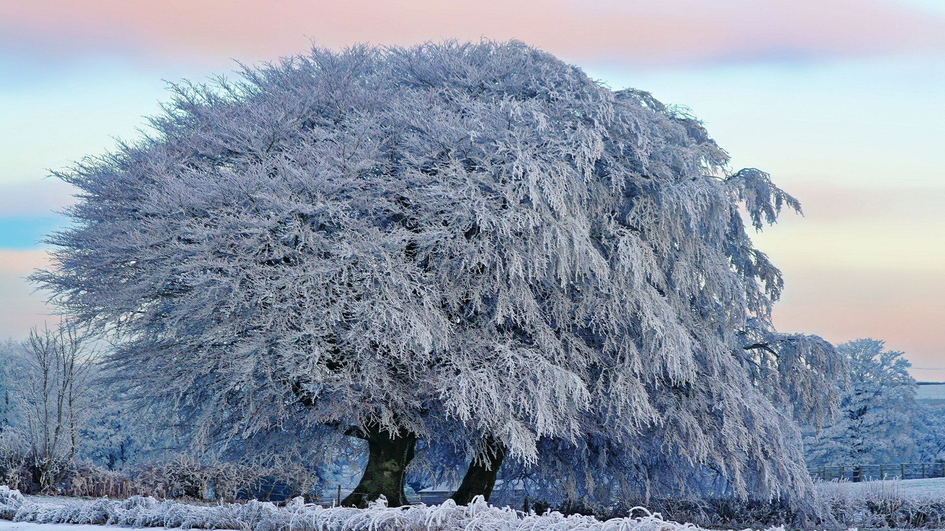 Fonds d'cran Nature Arbres - Forts 