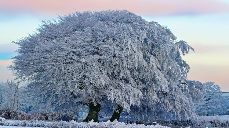 Fonds d'cran Nature Arbres - Forts Wallpaper N453589