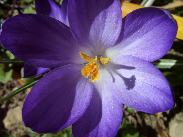 Wallpapers Nature Flowers Crocus