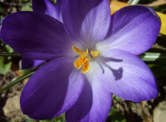  Nature Crocus