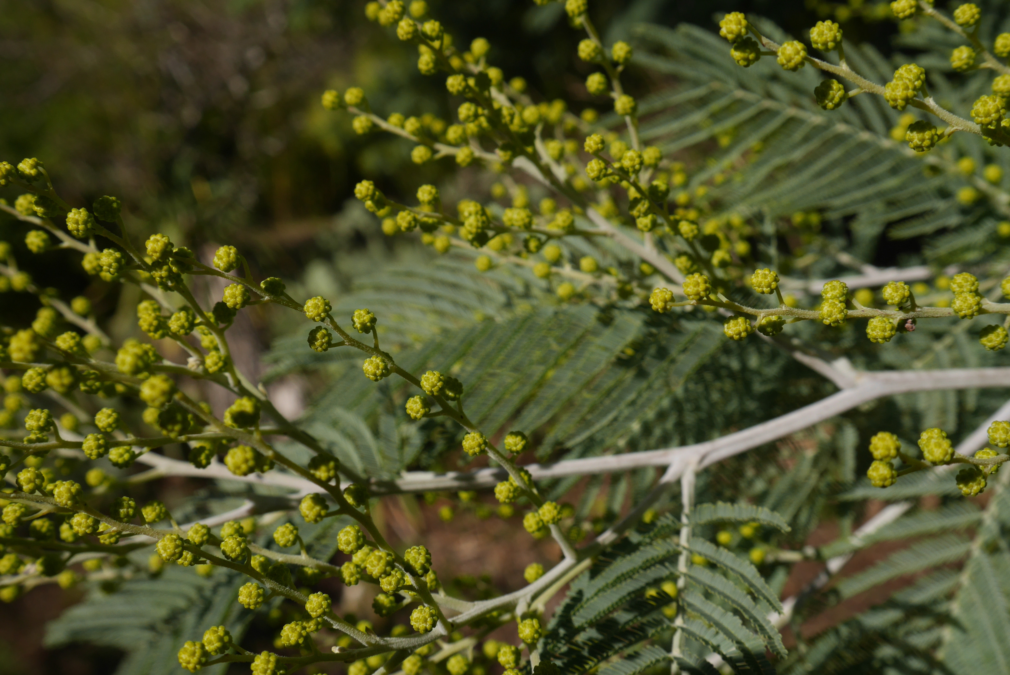 Wallpapers Nature Leaves - Foliage Ma Campagne