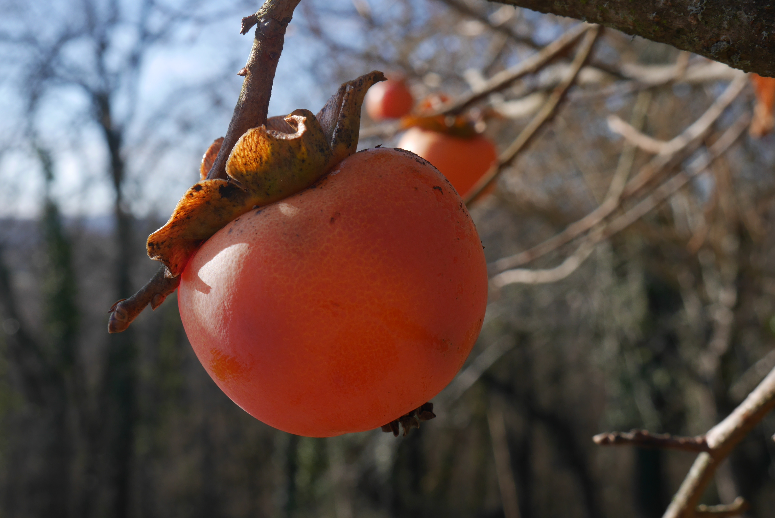 Wallpapers Nature Fruits Ma Campagne