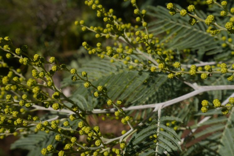 Fonds d'cran Nature Feuilles - Feuillages Ma Campagne