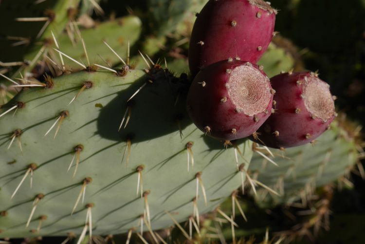 Wallpapers Nature Cactus Ma Campagne