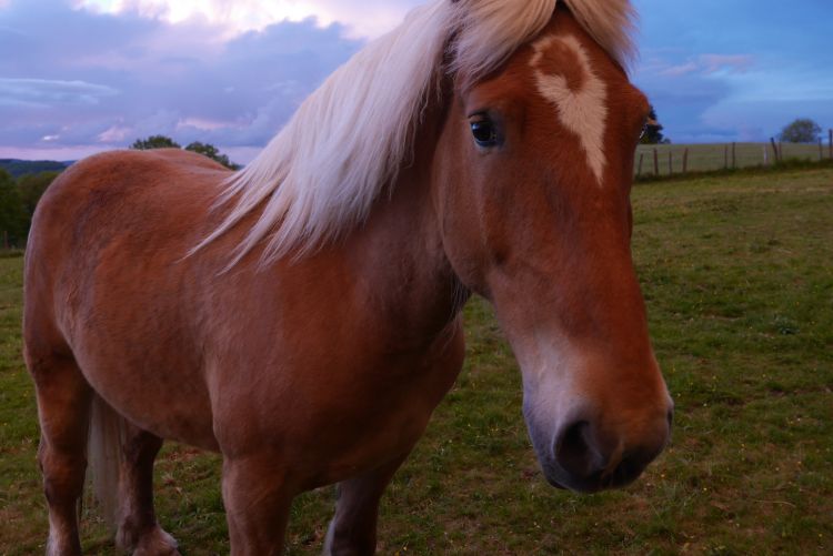 Wallpapers Animals Horses Ma Campagne