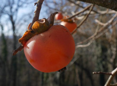  Nature Ma Campagne