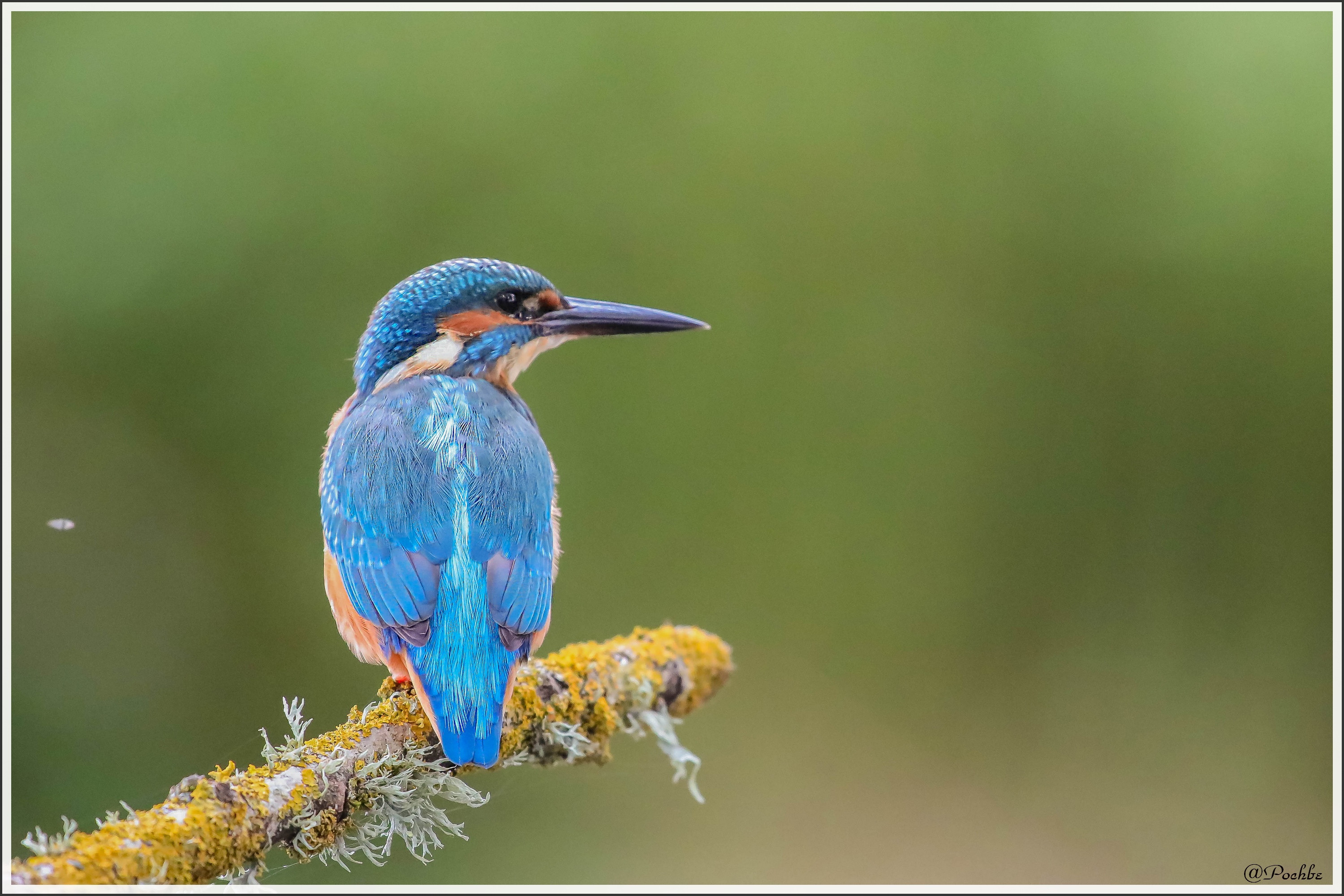 Fonds d'cran Animaux Oiseaux - Martins-pcheurs 