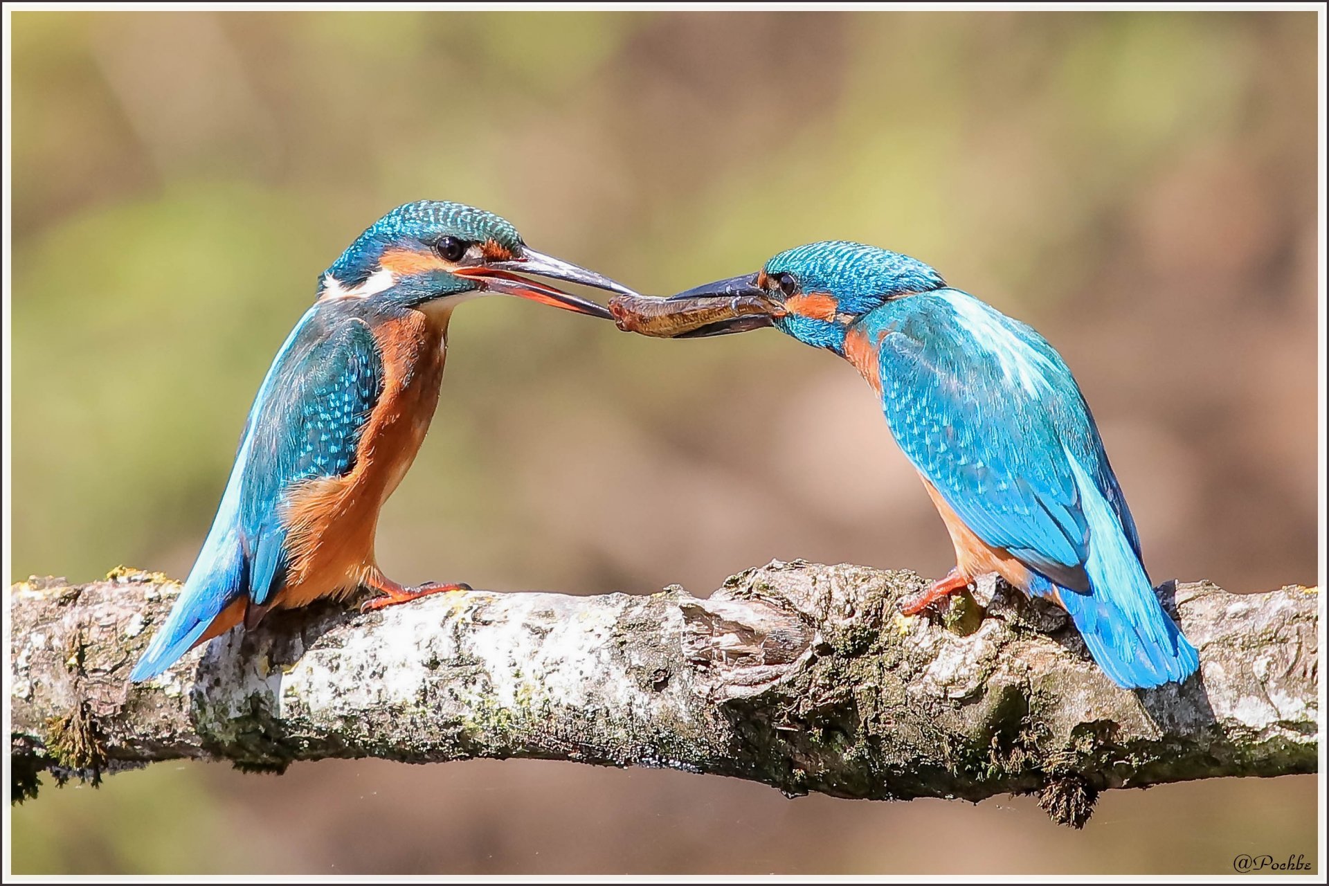 Wallpapers Animals Birds - Kingfisher 