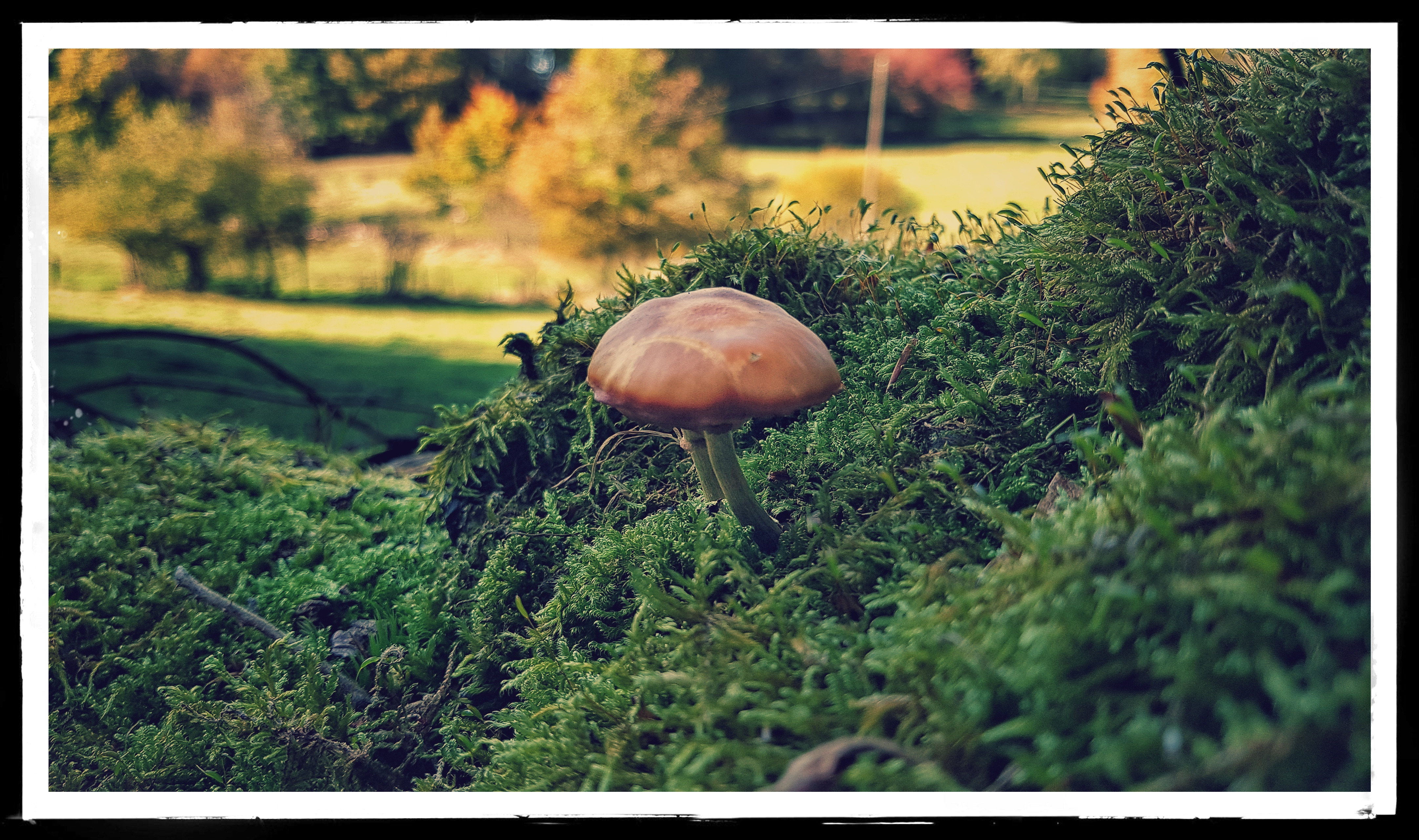 Fonds d'cran Nature Champignons 