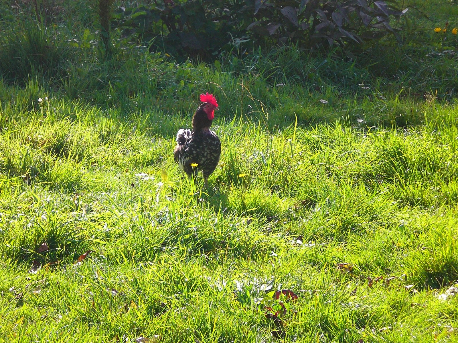 Wallpapers Animals Birds - Cocks and Hens 