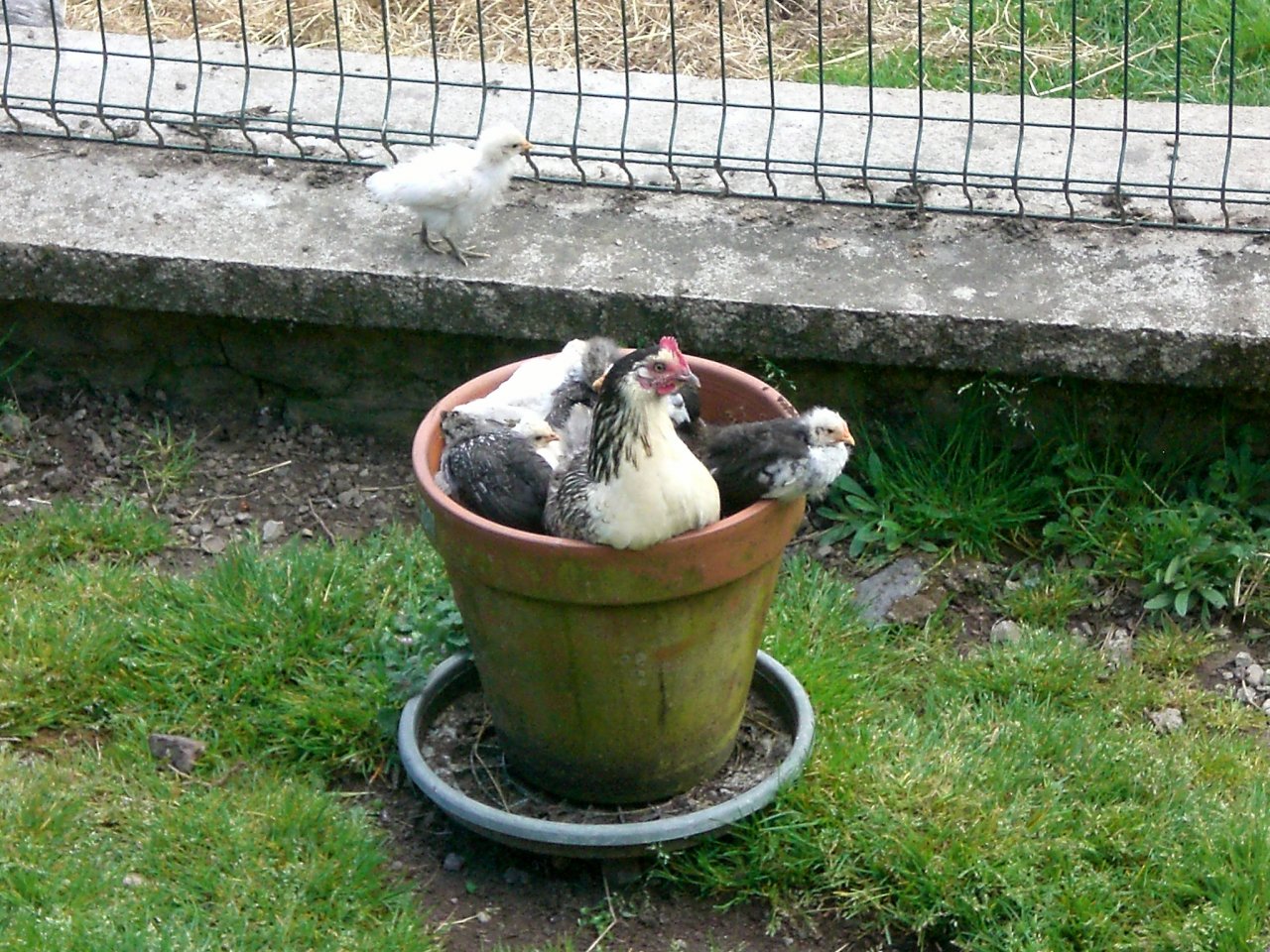 Fonds d'cran Animaux Oiseaux - Poules et Coqs 