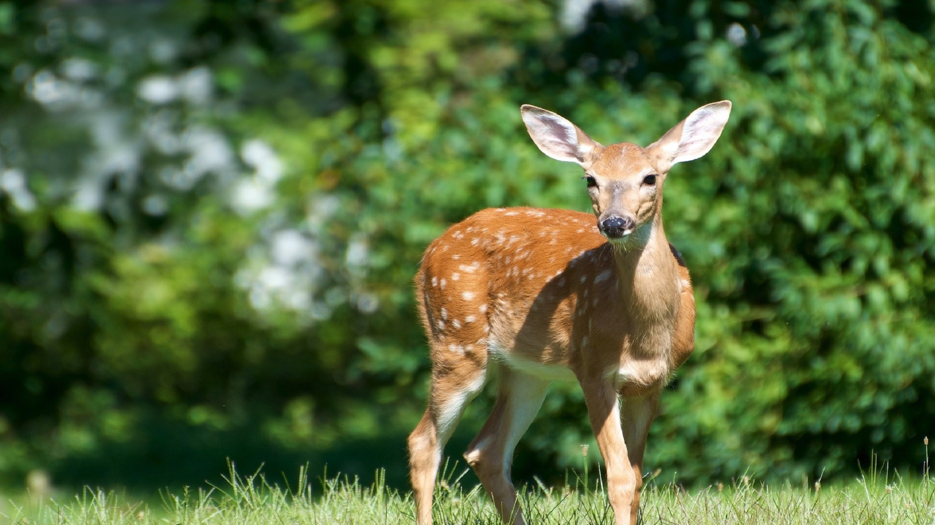 Wallpapers Animals Cervids 