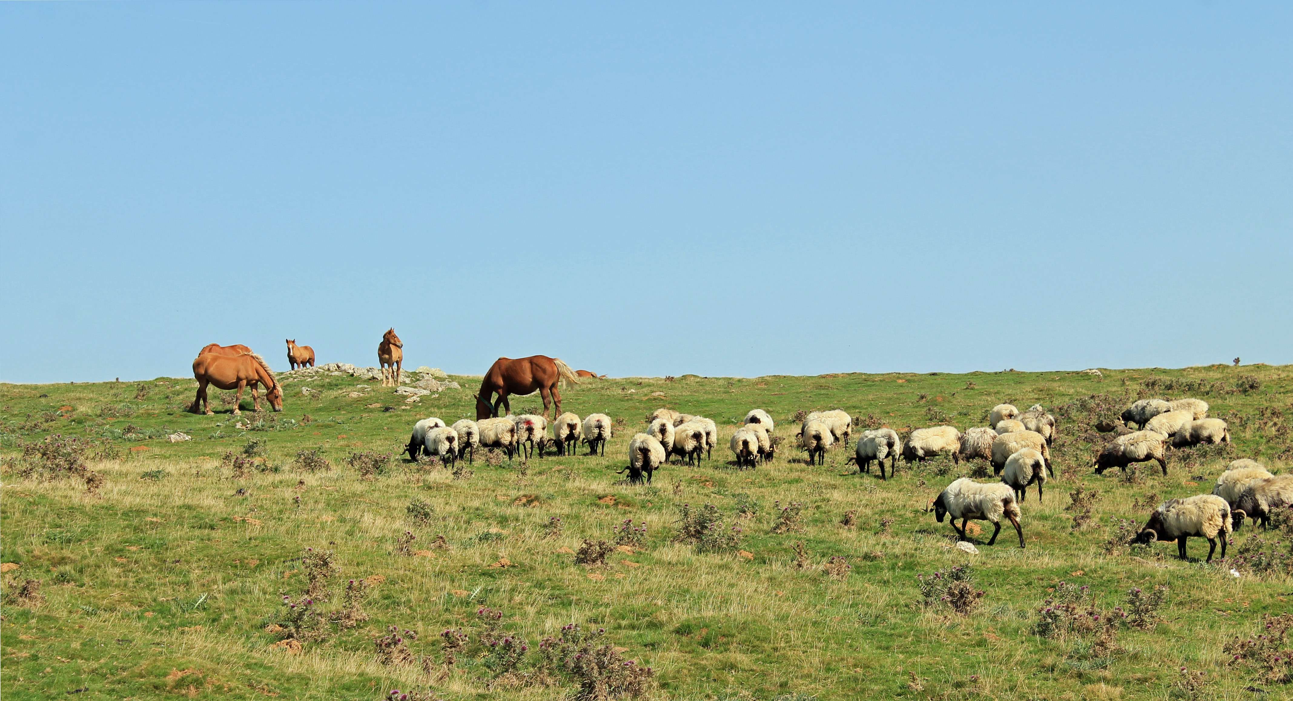 Fonds d'cran Animaux Chevaux chevaux en liberté