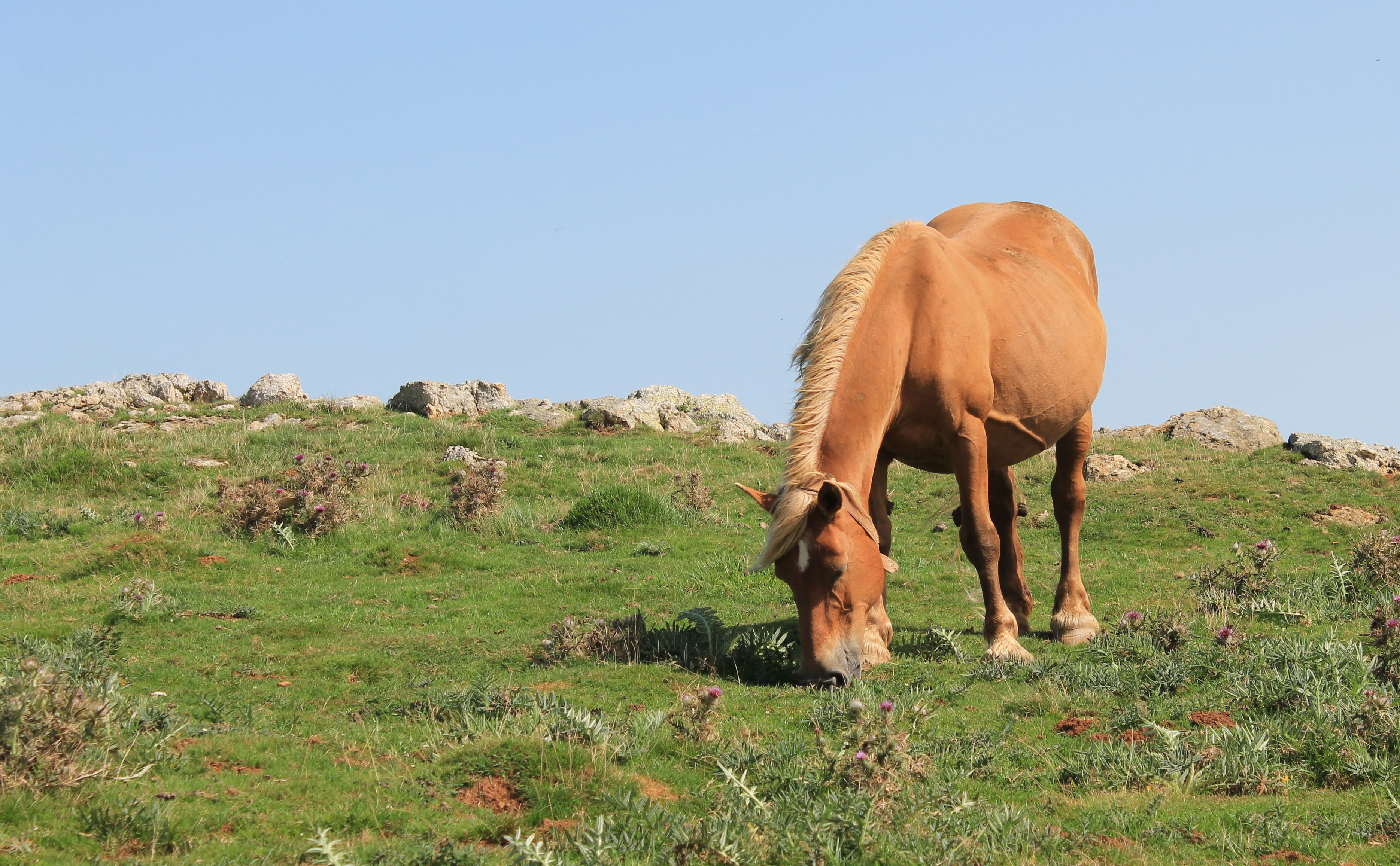 Fonds d'cran Animaux Chevaux chevaux en liberté