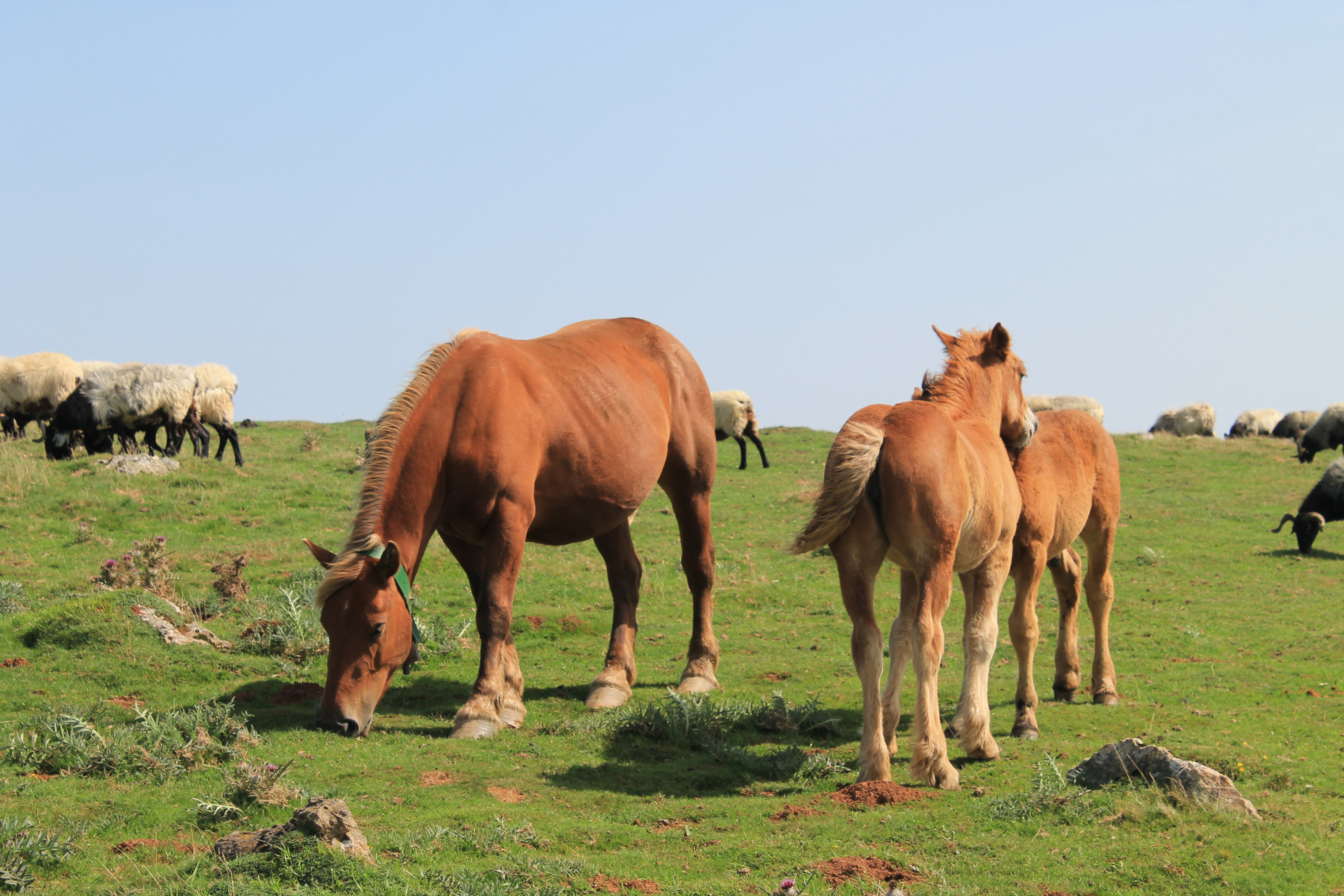 Fonds d'cran Animaux Chevaux chevaux en liberté