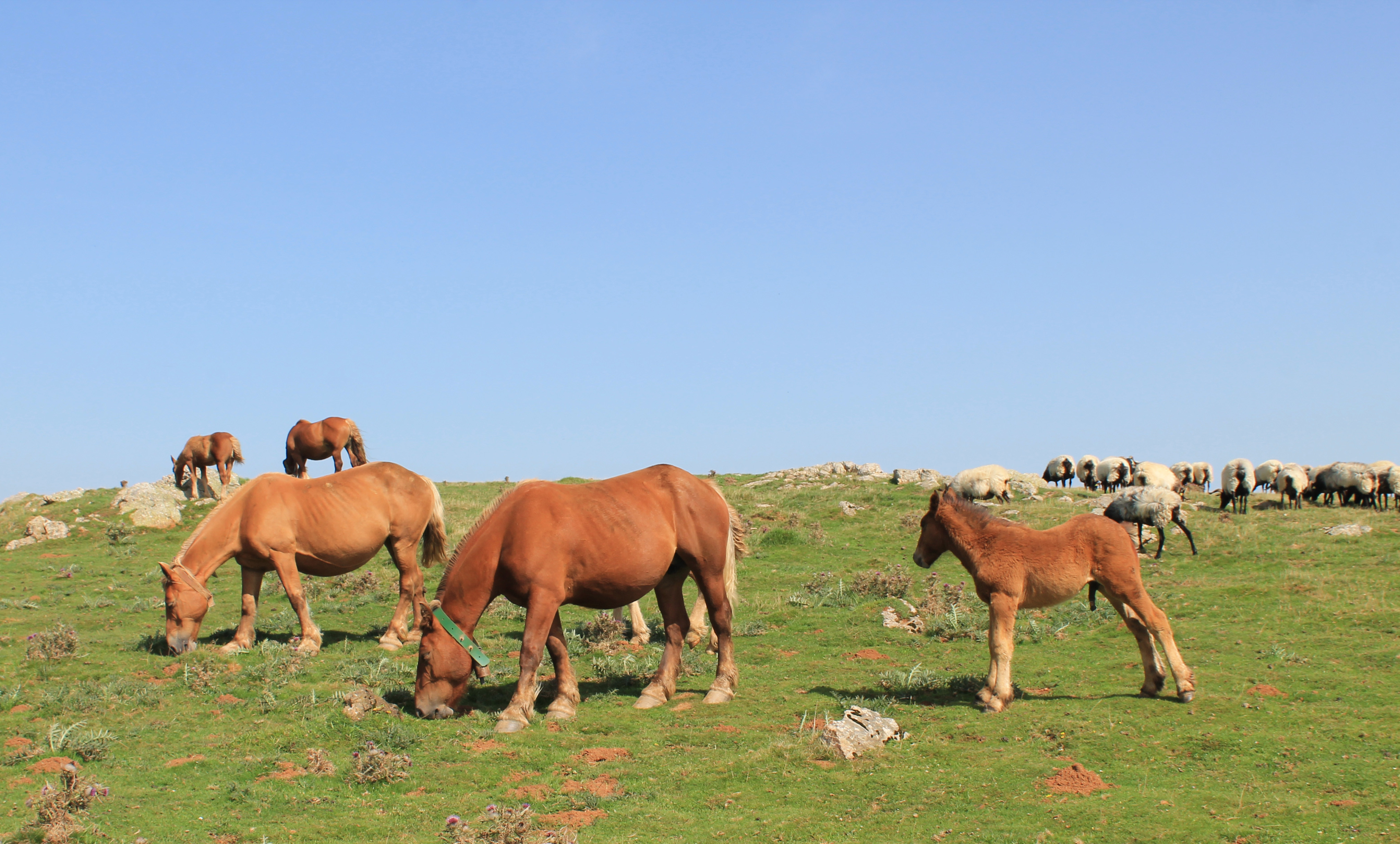 Fonds d'cran Animaux Chevaux chevaux en liberté