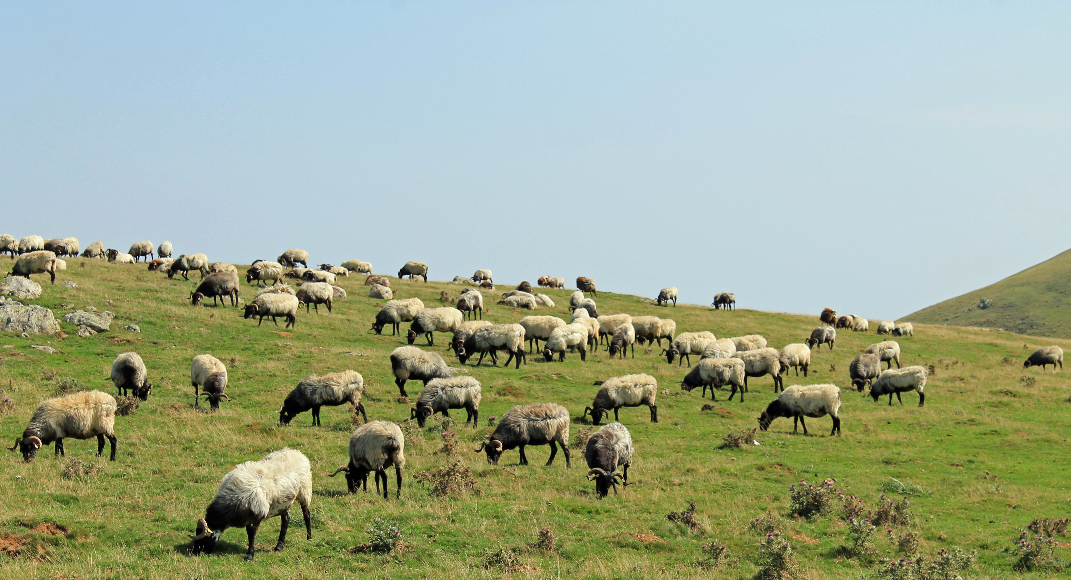 Wallpapers Animals Sheeps brebis du pays basque