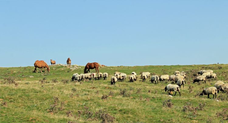 Wallpapers Animals Horses chevaux en liberté