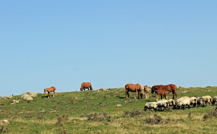 Wallpapers Animals Horses chevaux en liberté