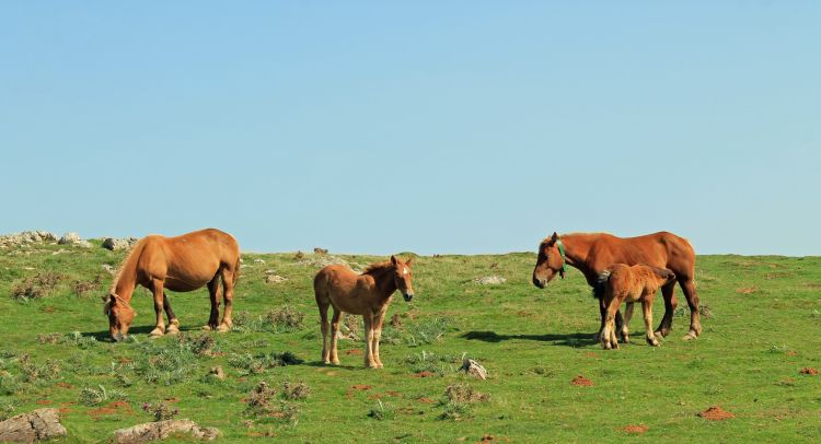 Fonds d'cran Animaux Chevaux chevaux en liberté