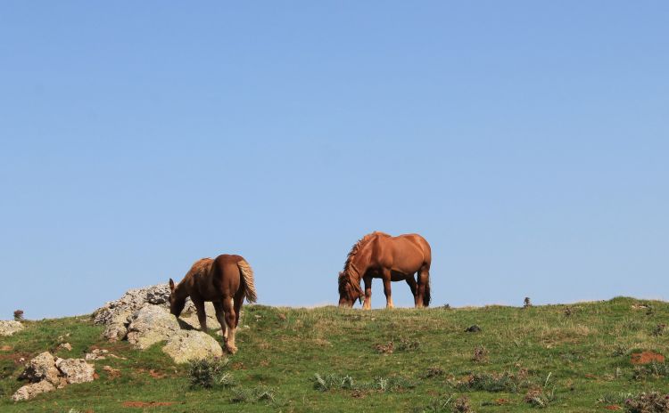 Fonds d'cran Animaux Chevaux chevaux en liberté