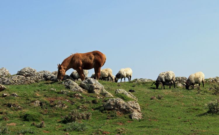 Fonds d'cran Animaux Chevaux chevaux en liberté