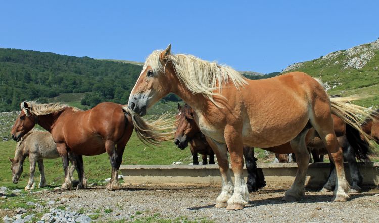 Wallpapers Animals Horses chevaux en liberté