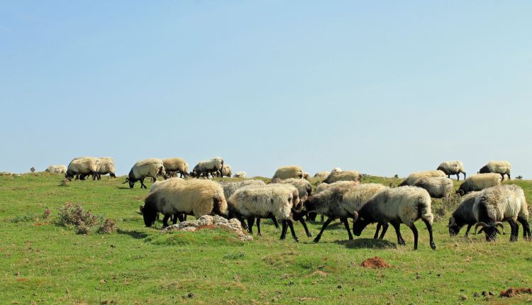 Fonds d'cran Animaux Moutons - Mouflons brebis du pays basque