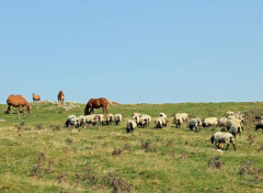  Animaux chevaux en liberté