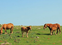  Animaux chevaux en liberté