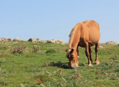  Animaux chevaux en liberté